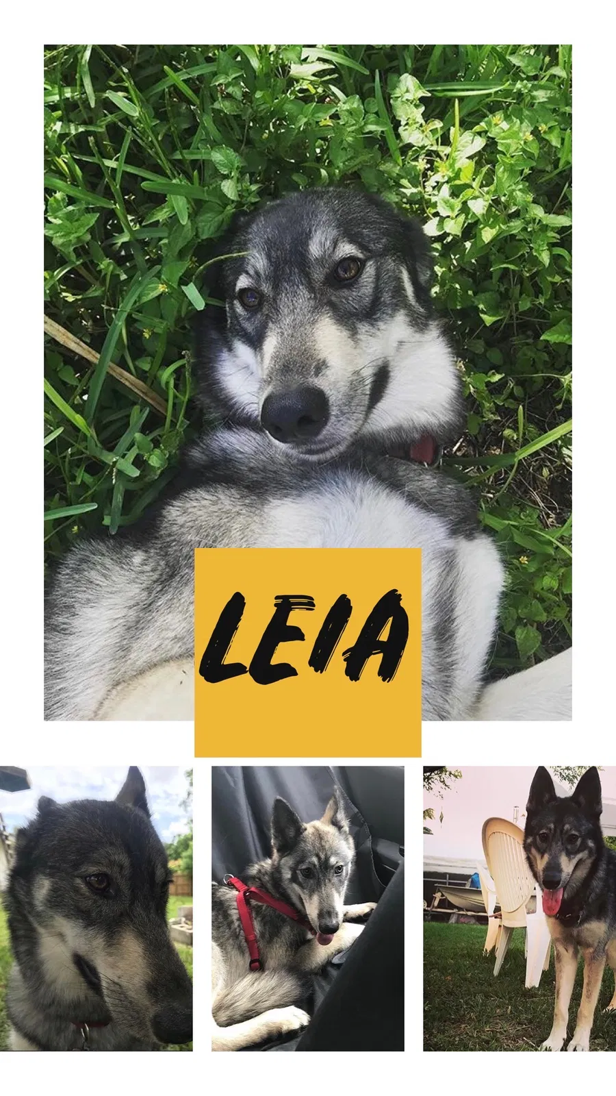 Lost dog in Miami, FL, 33177