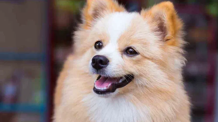 Lost dog in New Orleans, LA, 70128
