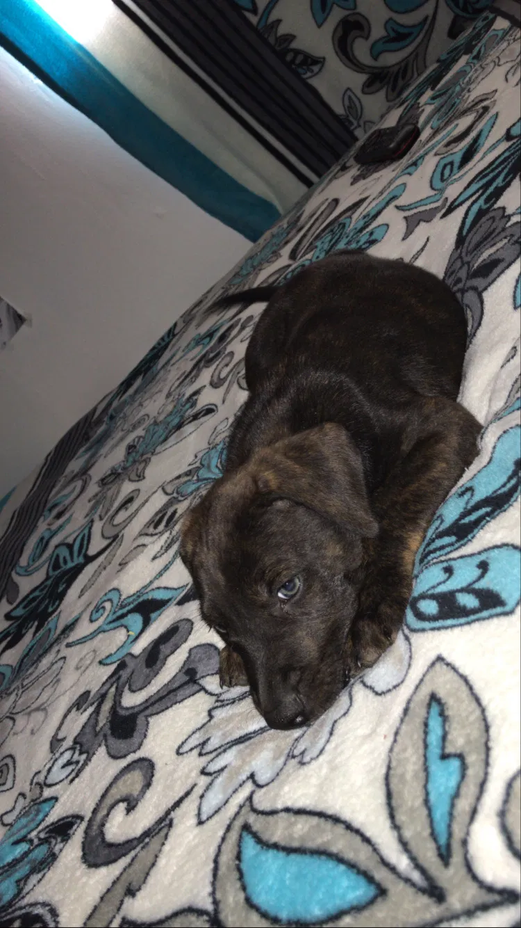 Lost dog in Bakersfield, CA, 93305