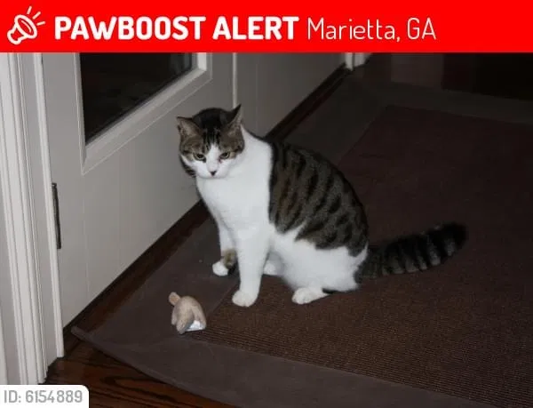 Lost cat in Marietta, GA, 30062