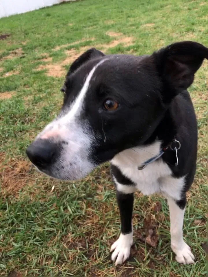 Lost dog in Circle Pines, MN, 55014