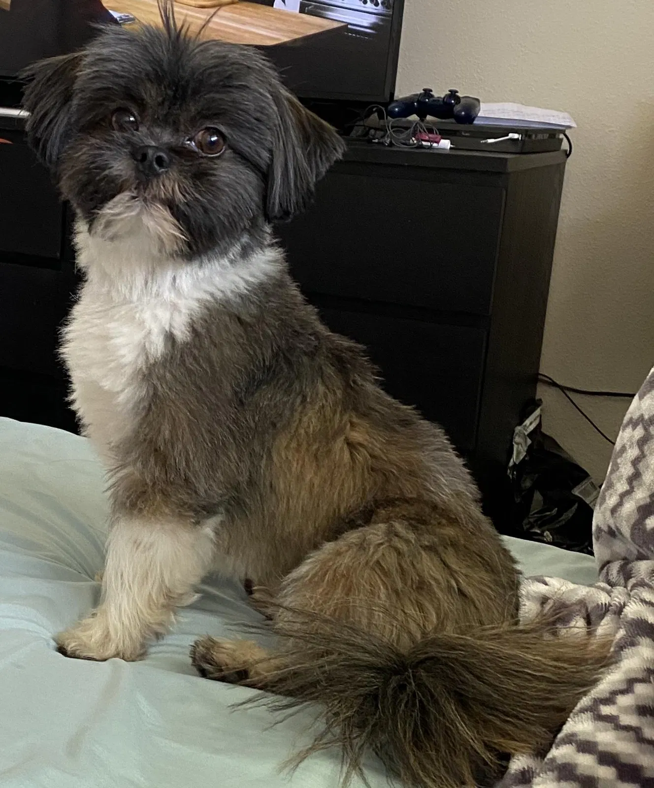 Lost dog in Buena Park, CA, 90620