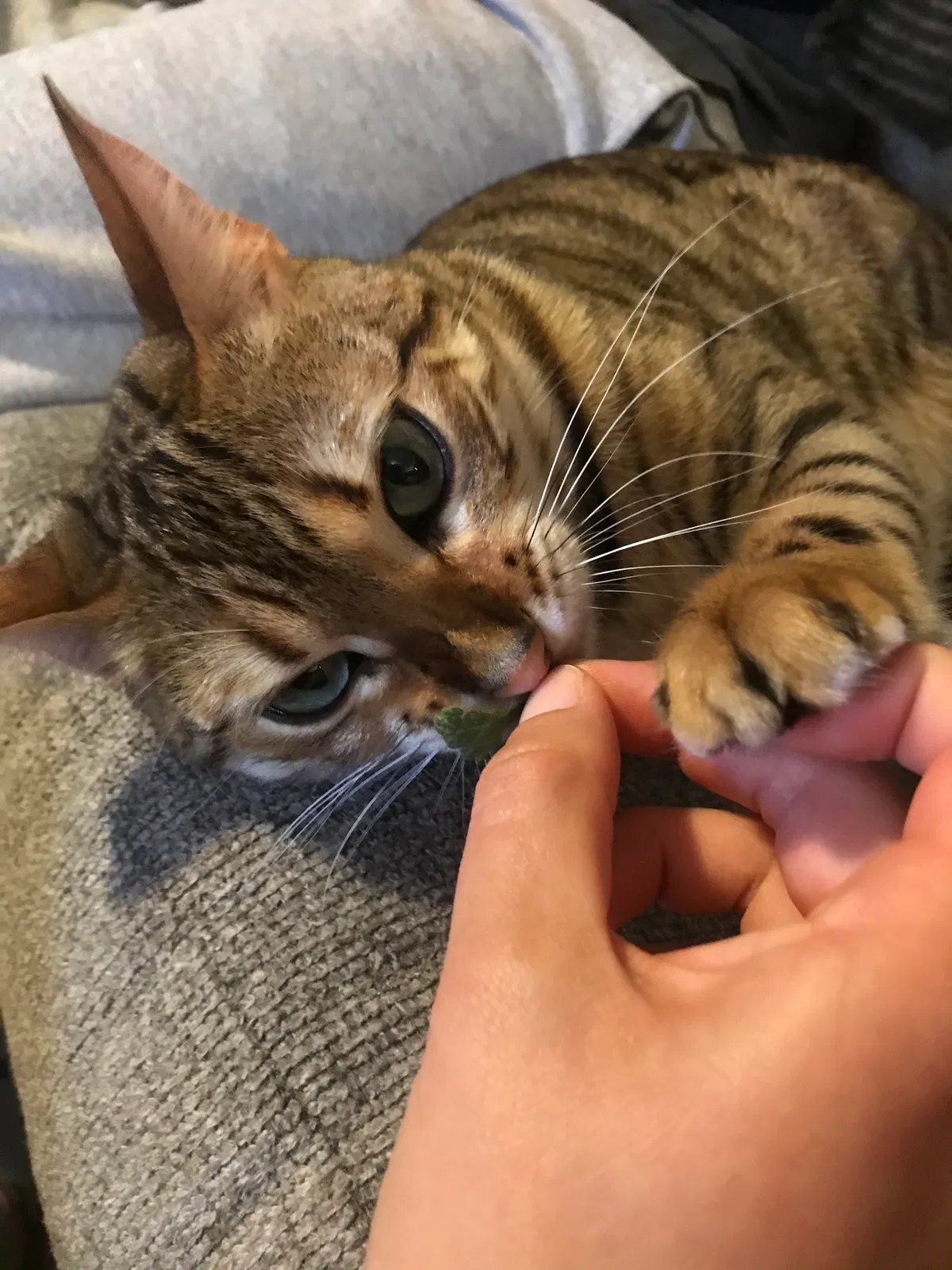 Lost cat in South Saint Paul, MN, 55075