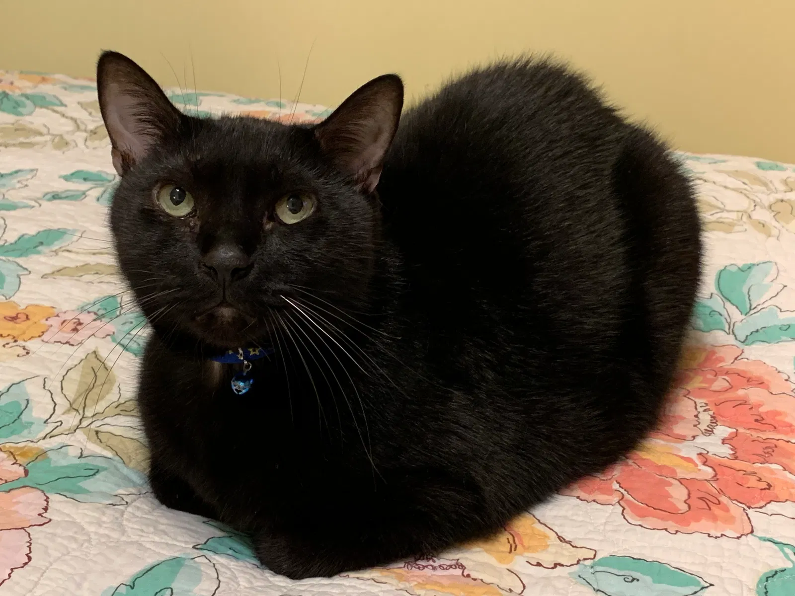 Lost cat in Miami, FL, 33166