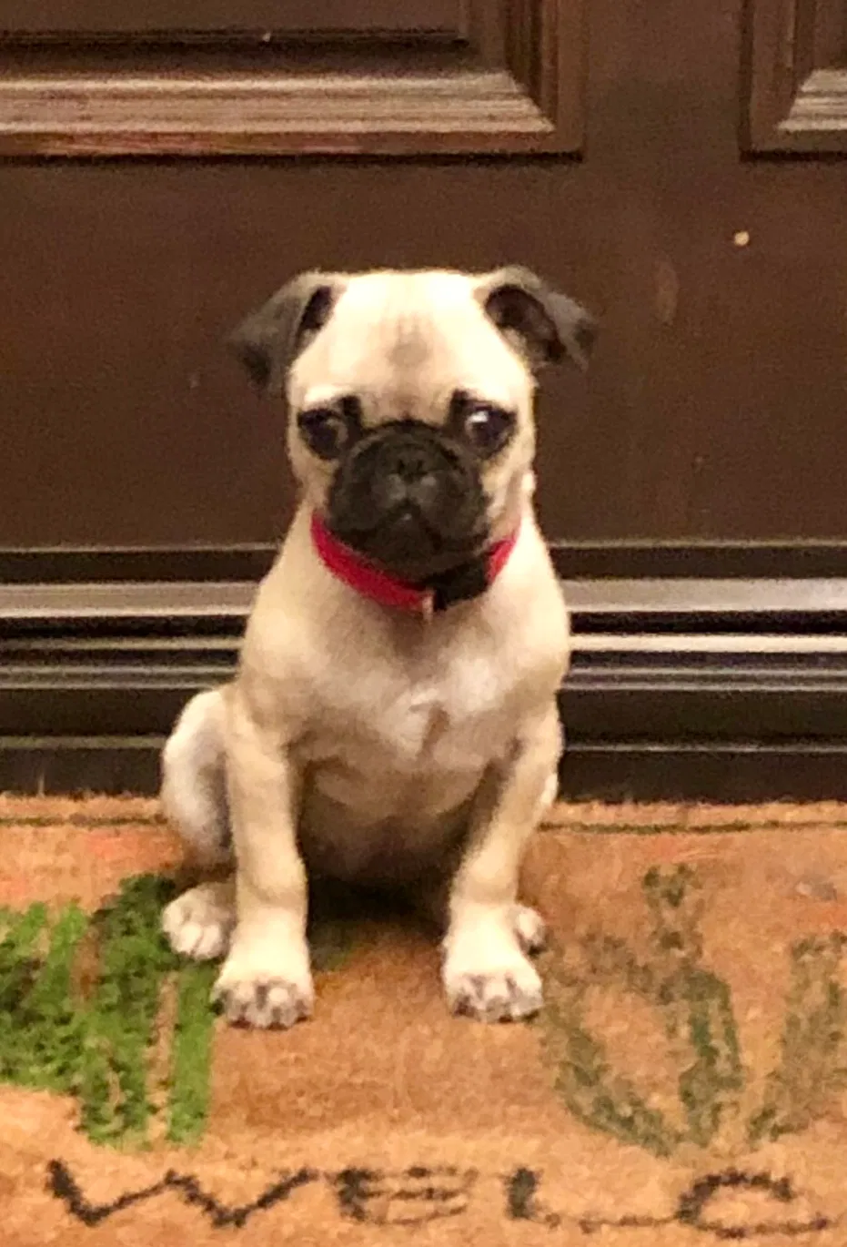 Lost dog in Alpine, CA, 91901