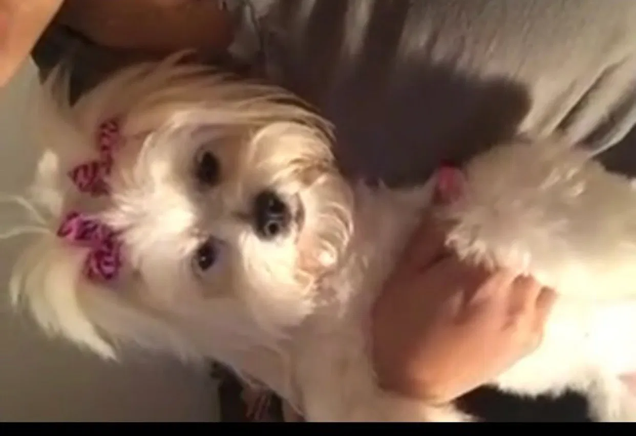 Lost dog in Detroit, MI, 48224