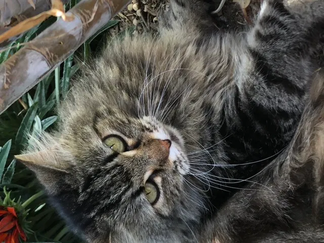 Lost cat in Carlsbad, CA, 92011