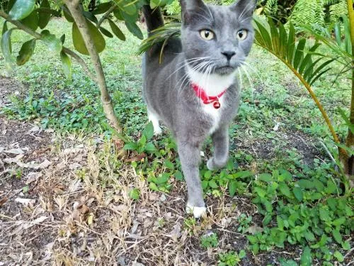 Lost cat in Miami, FL, 33138