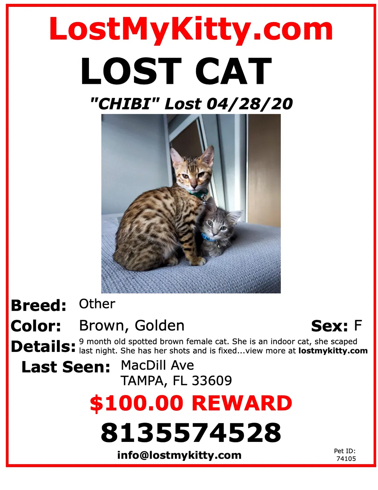 Lost cat in Tampa, FL, 33609