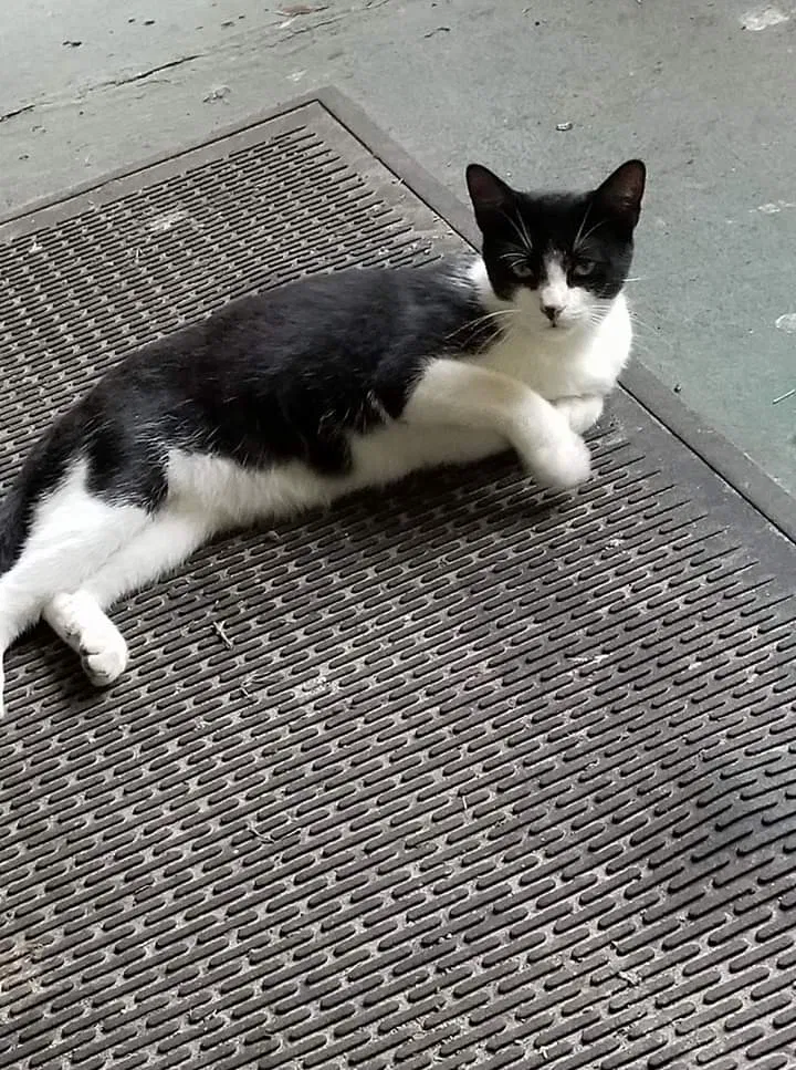Lost cat in Holiday, FL, 34691