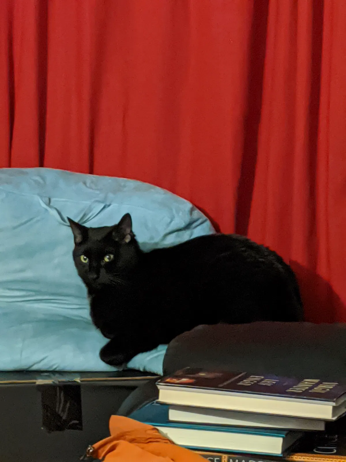 Lost cat in New Haven, CT, 6511