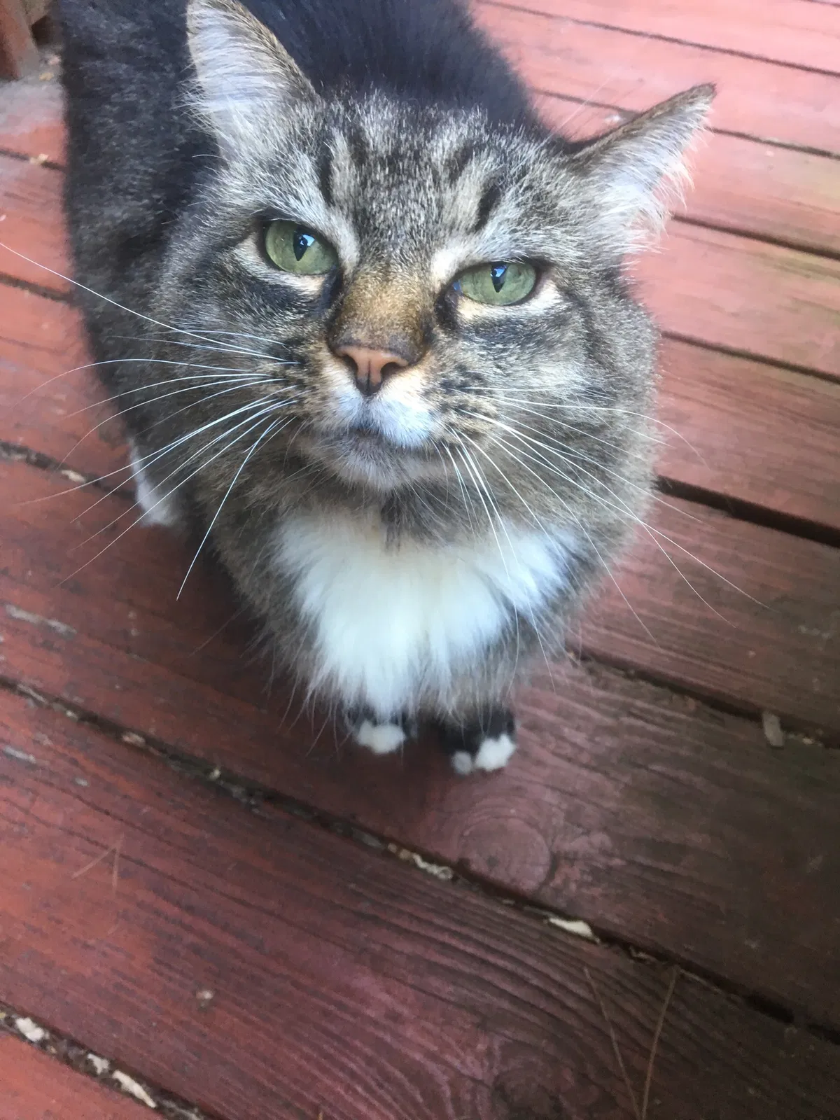 Lost cat in Matthews, NC, 28105