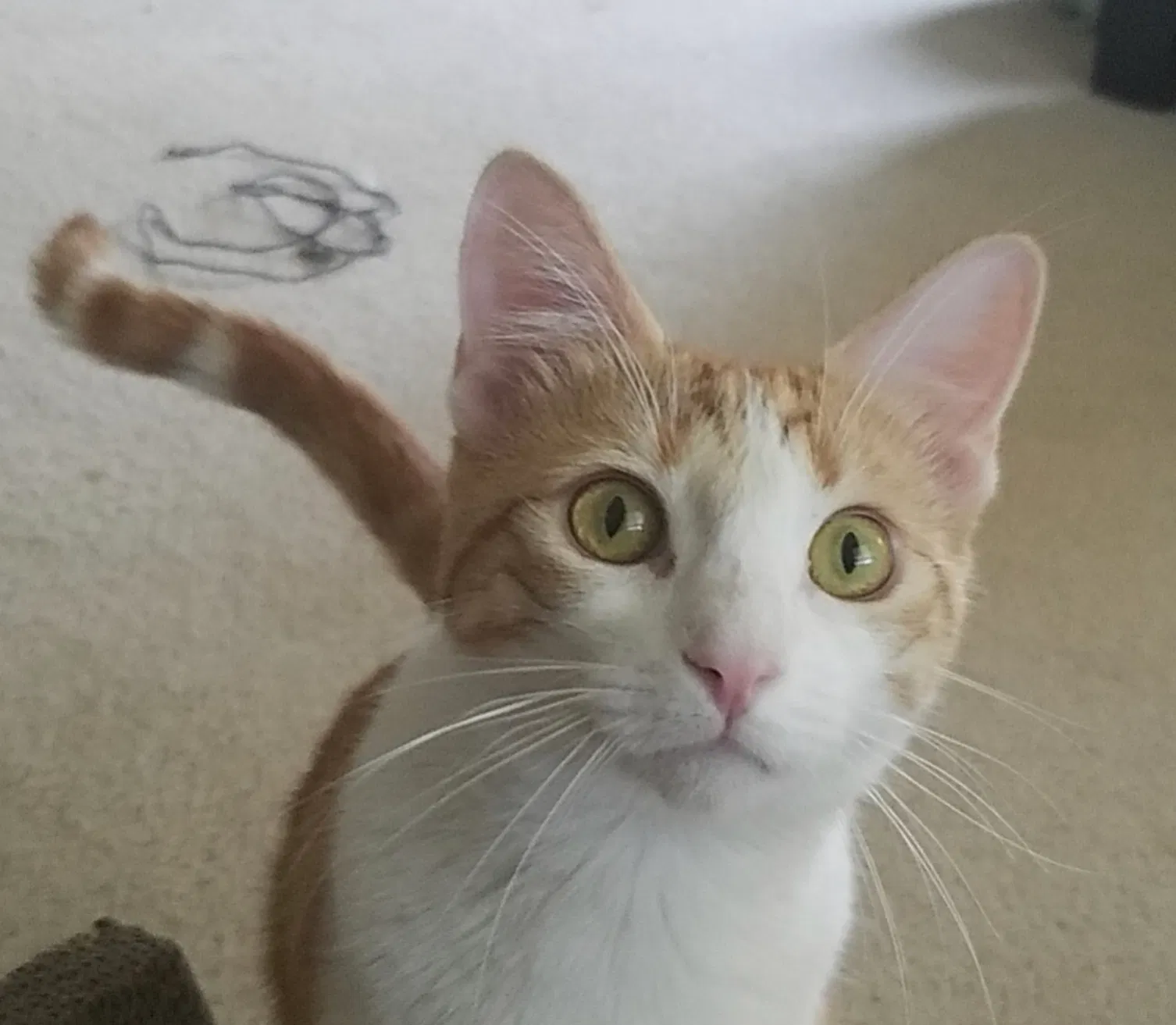 Lost cat in Riverside, CA, 92509