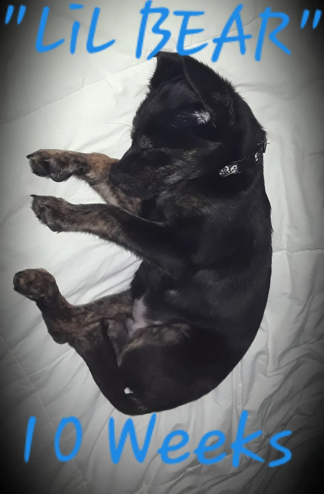 Lost dog in Little Rock, AR, 72209