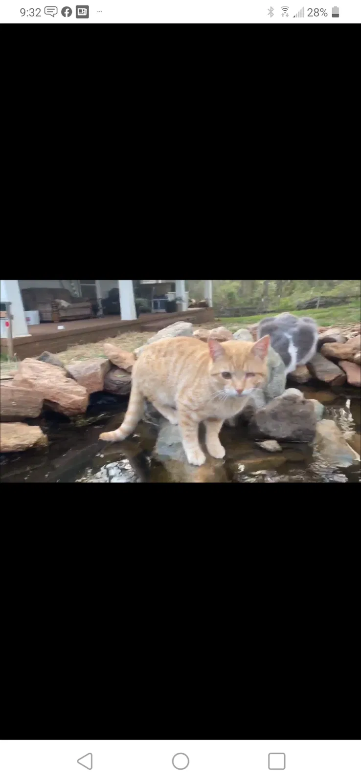 Lost cat in Stokesdale, NC, 27357