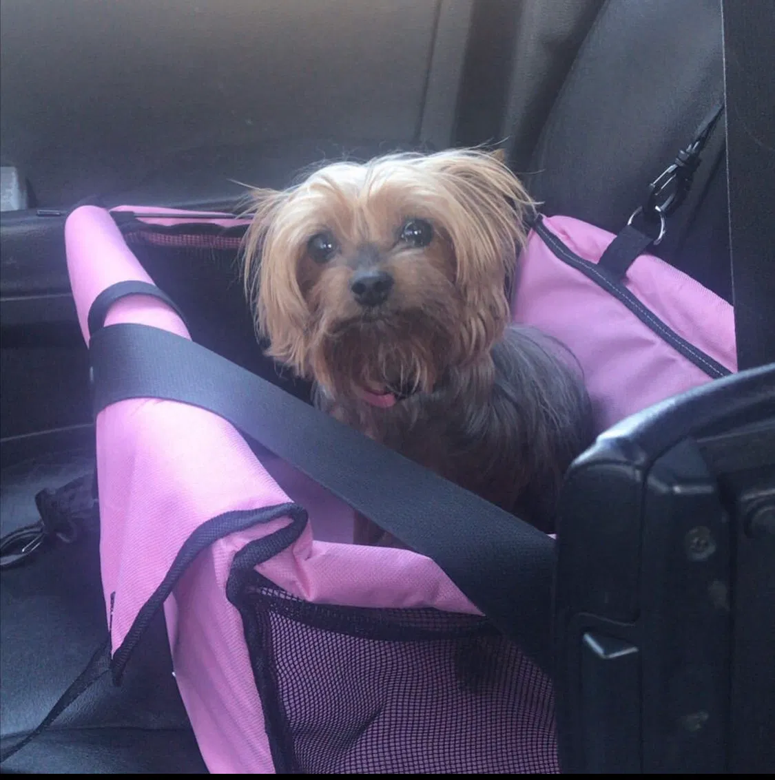 Lost dog in Chester, VA, 23831