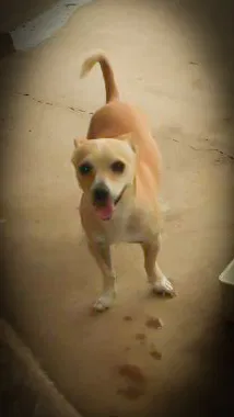 Lost dog in Edinburg, TX, 78539