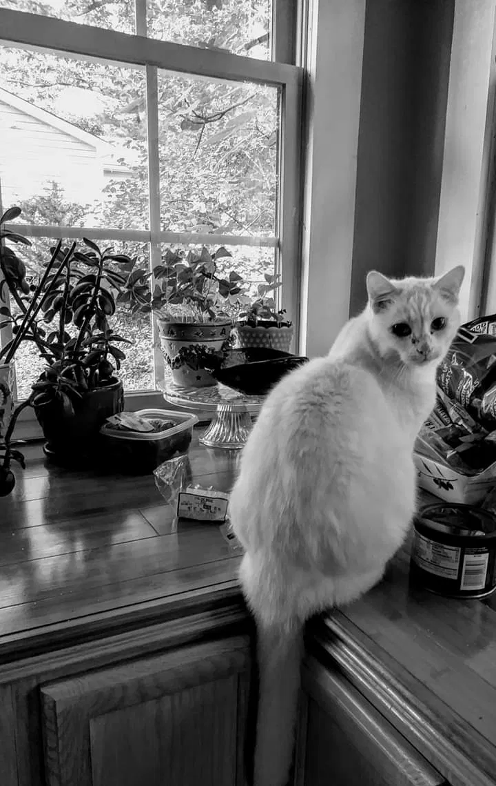 Lost cat in Richmond, VA, 23225
