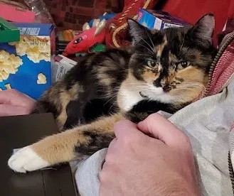 Lost cat in Eagle Mountain, UT, 84005
