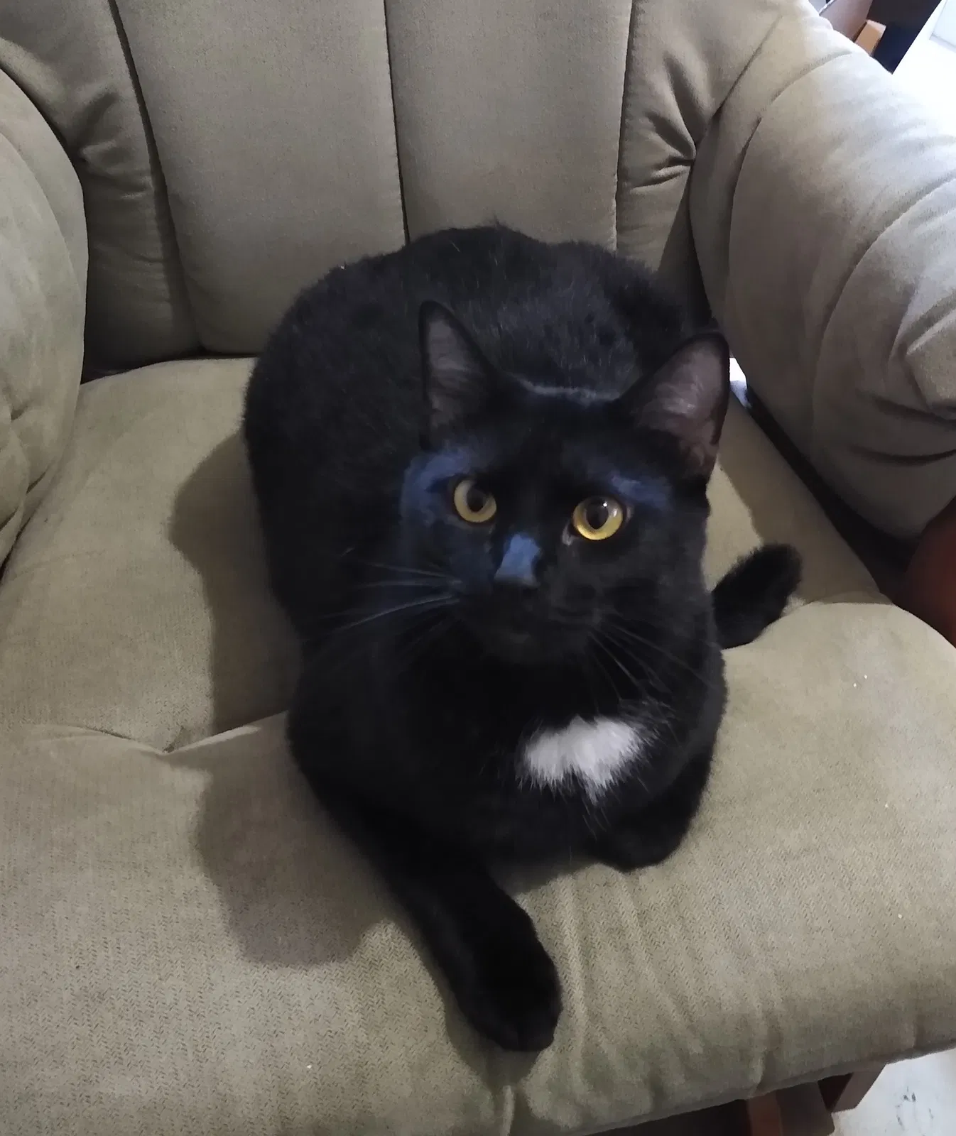 Lost cat in Tulsa, OK, 74128