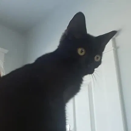 Lost cat in Summerville, SC, 29485