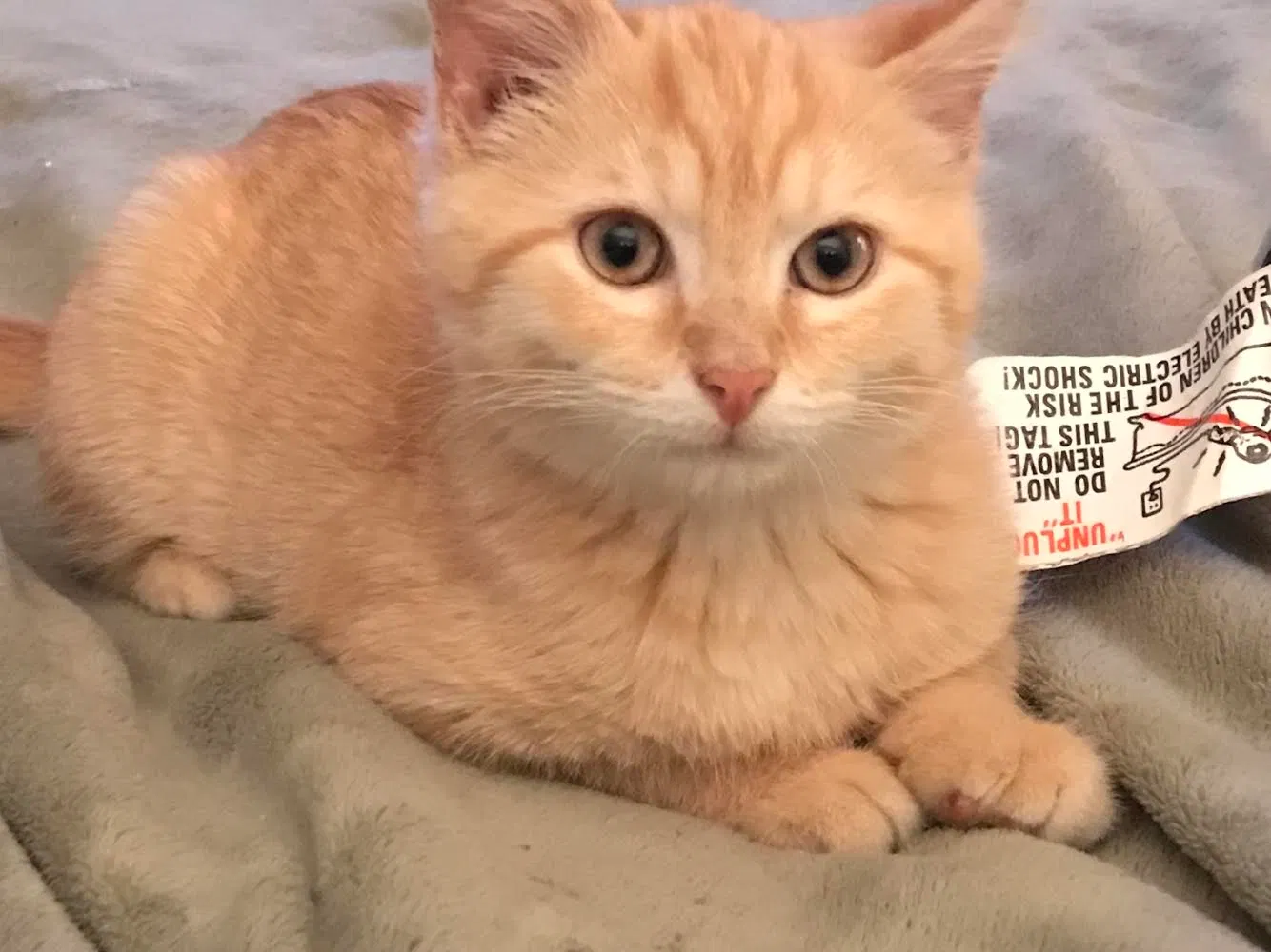 Lost cat in Dayton, OH, 45424