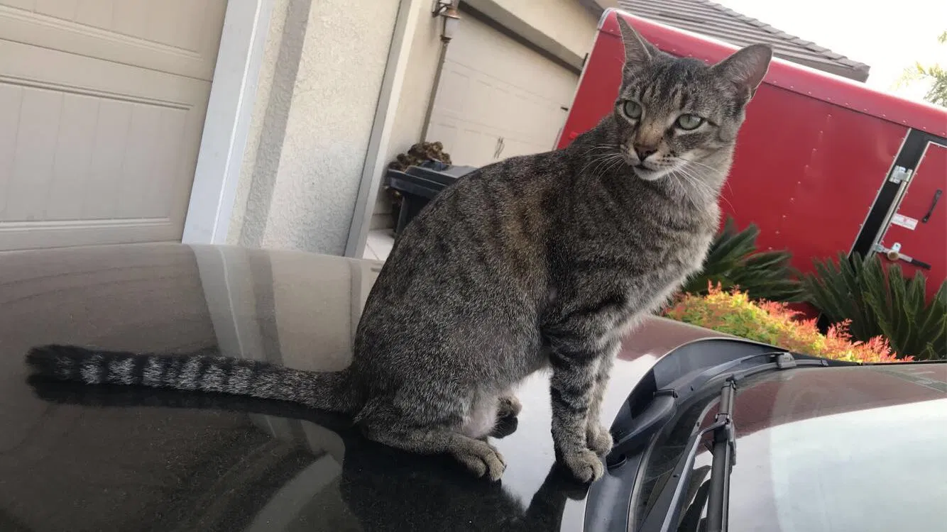 Lost cat in Modesto, CA, 95355