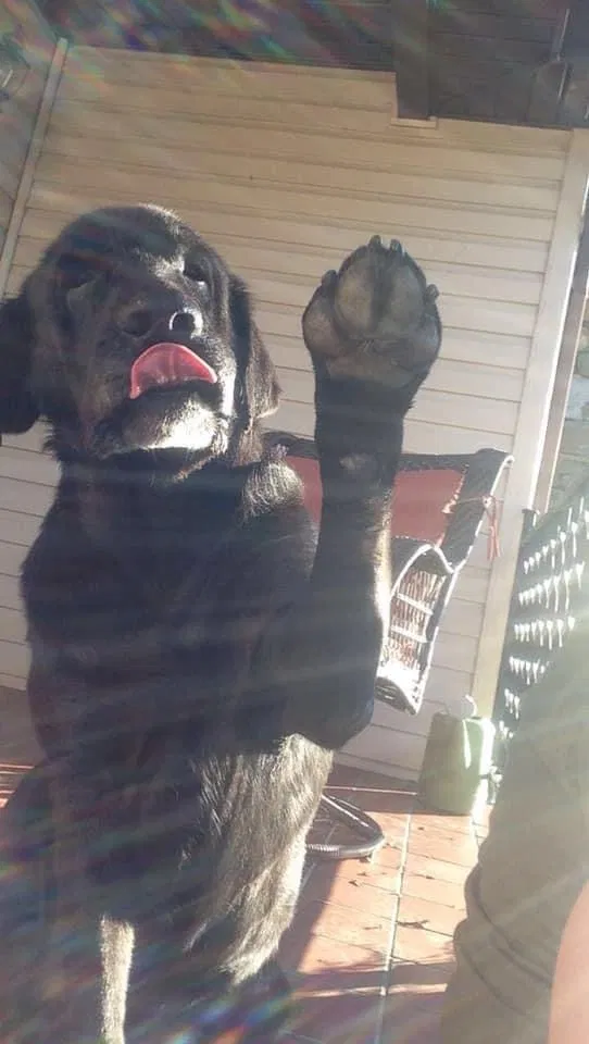 Lost dog in Arden, NC, 28704