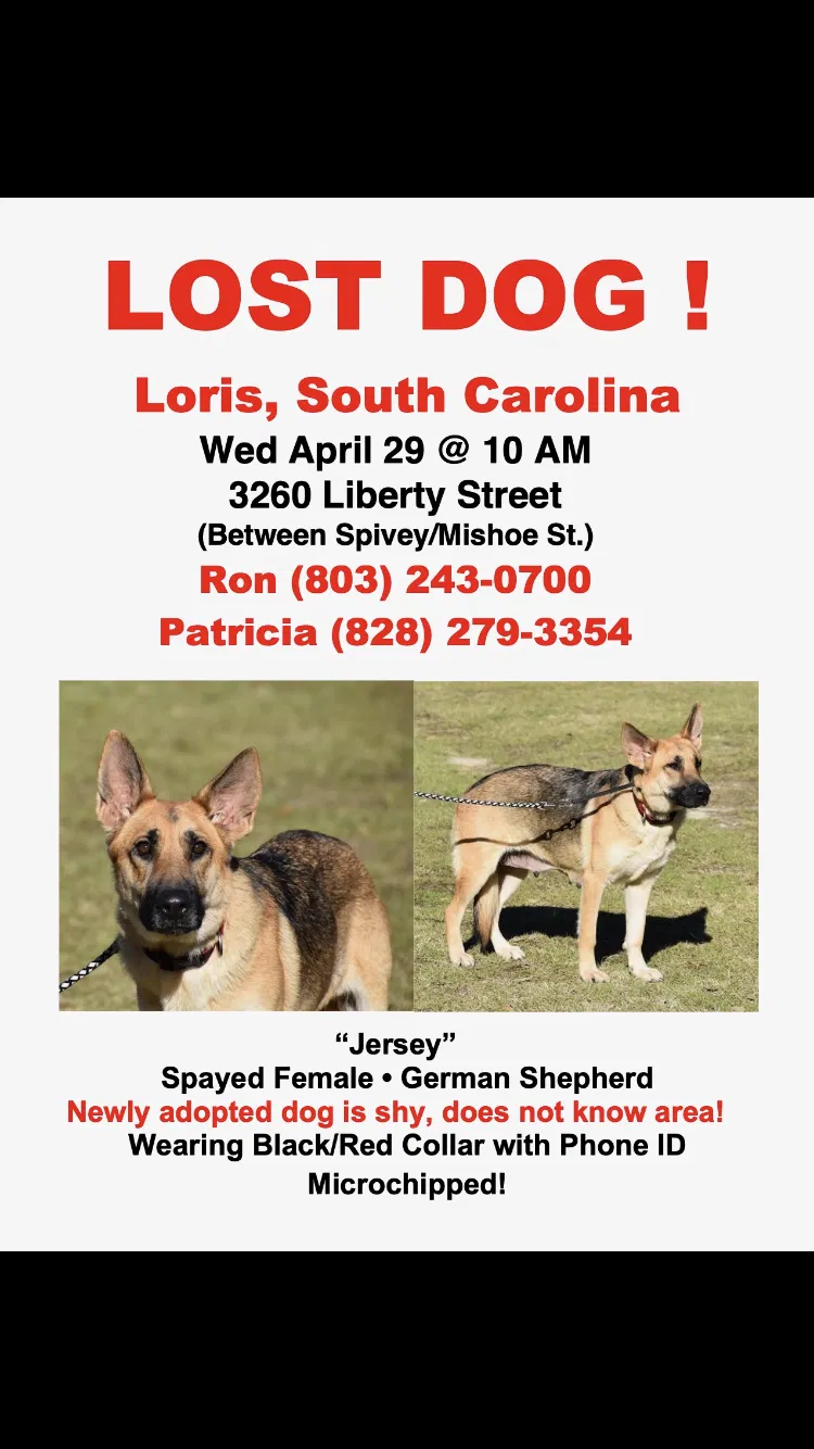 Lost dog in Loris, SC, 29569