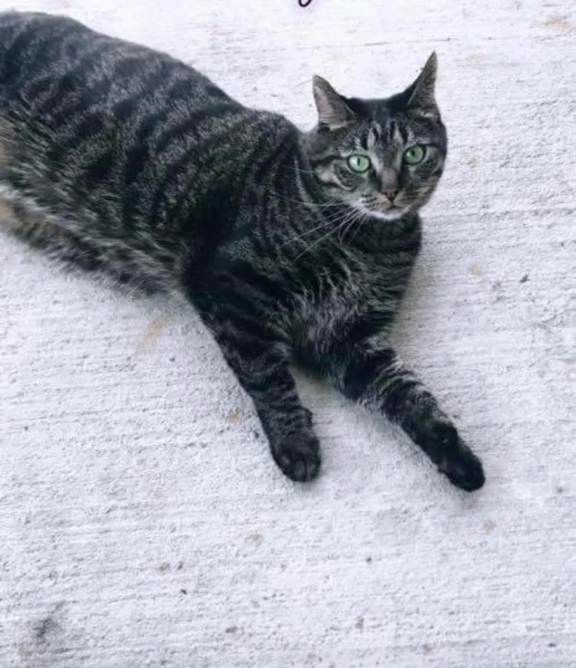 Lost cat in Jenks, OK, 74037