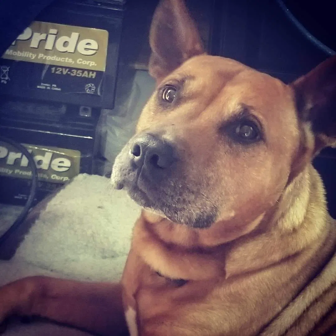 Lost dog in Grover Beach, CA, 93433