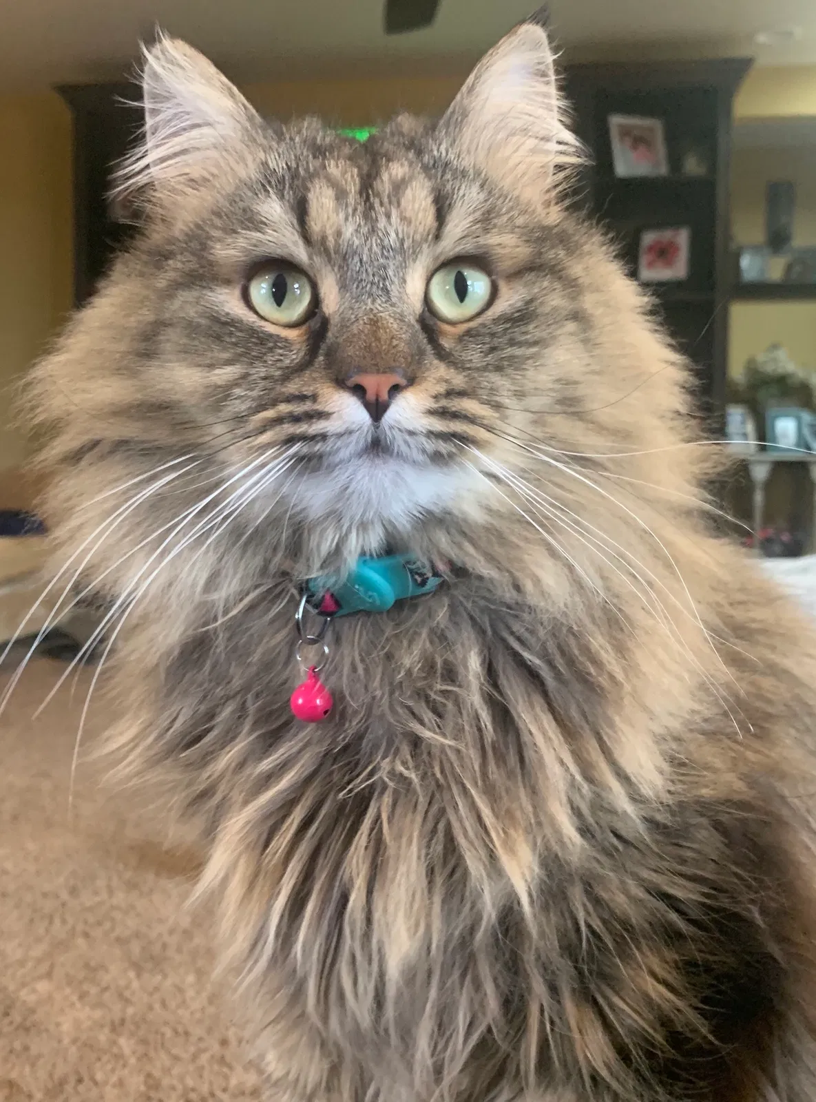 Lost cat in Arroyo Grande, CA, 93420