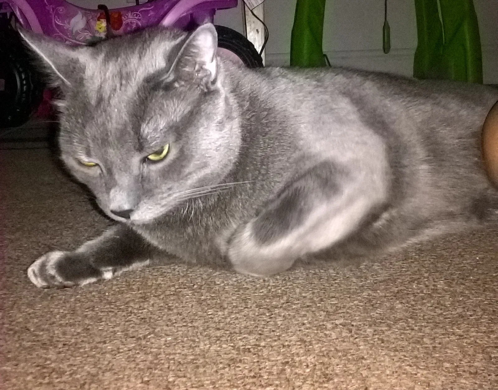 Lost cat in Charleston, SC, 29406