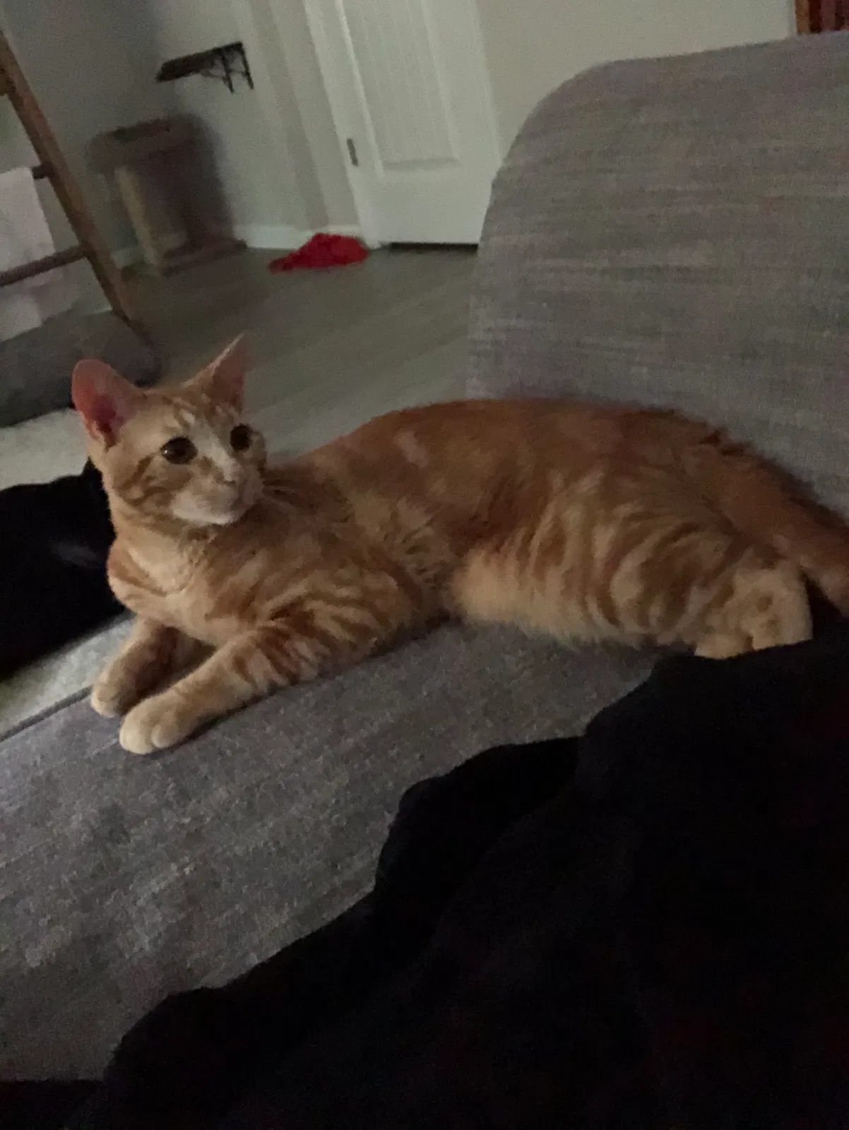 Lost cat in Savannah, GA, 31407