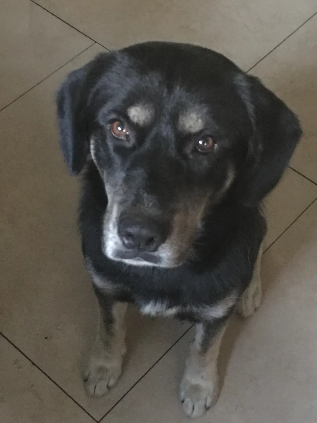 Lost dog in Fontana, CA, 92335