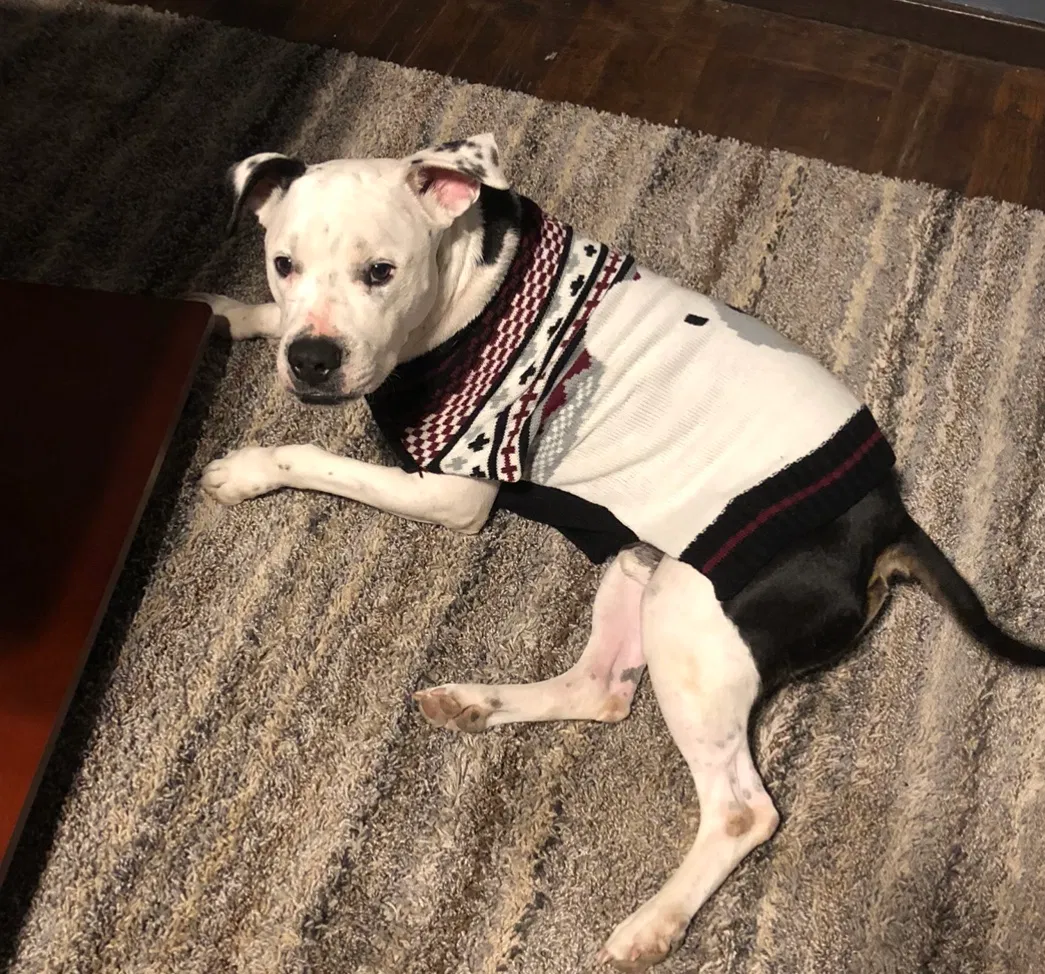 Lost dog in Las Cruces, NM, 88005