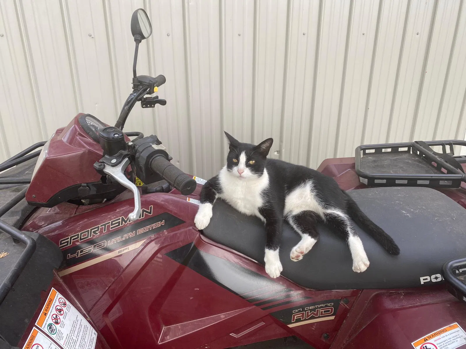 Lost cat in Newberry, FL, 32669