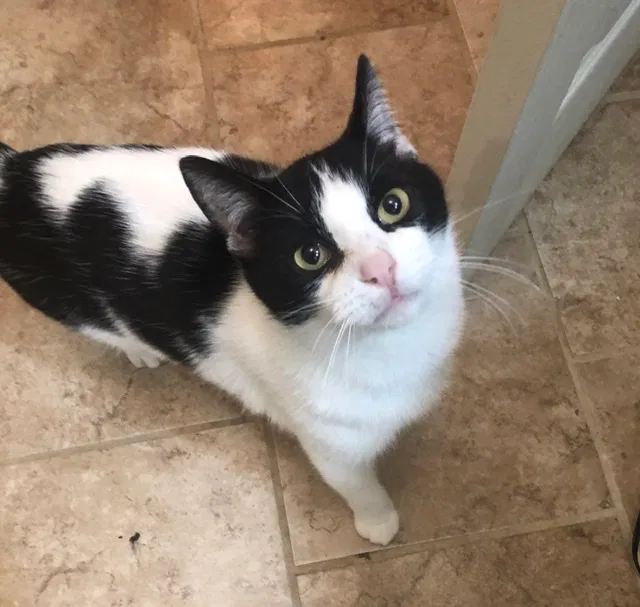 Lost cat in New Carlisle, OH, 45344
