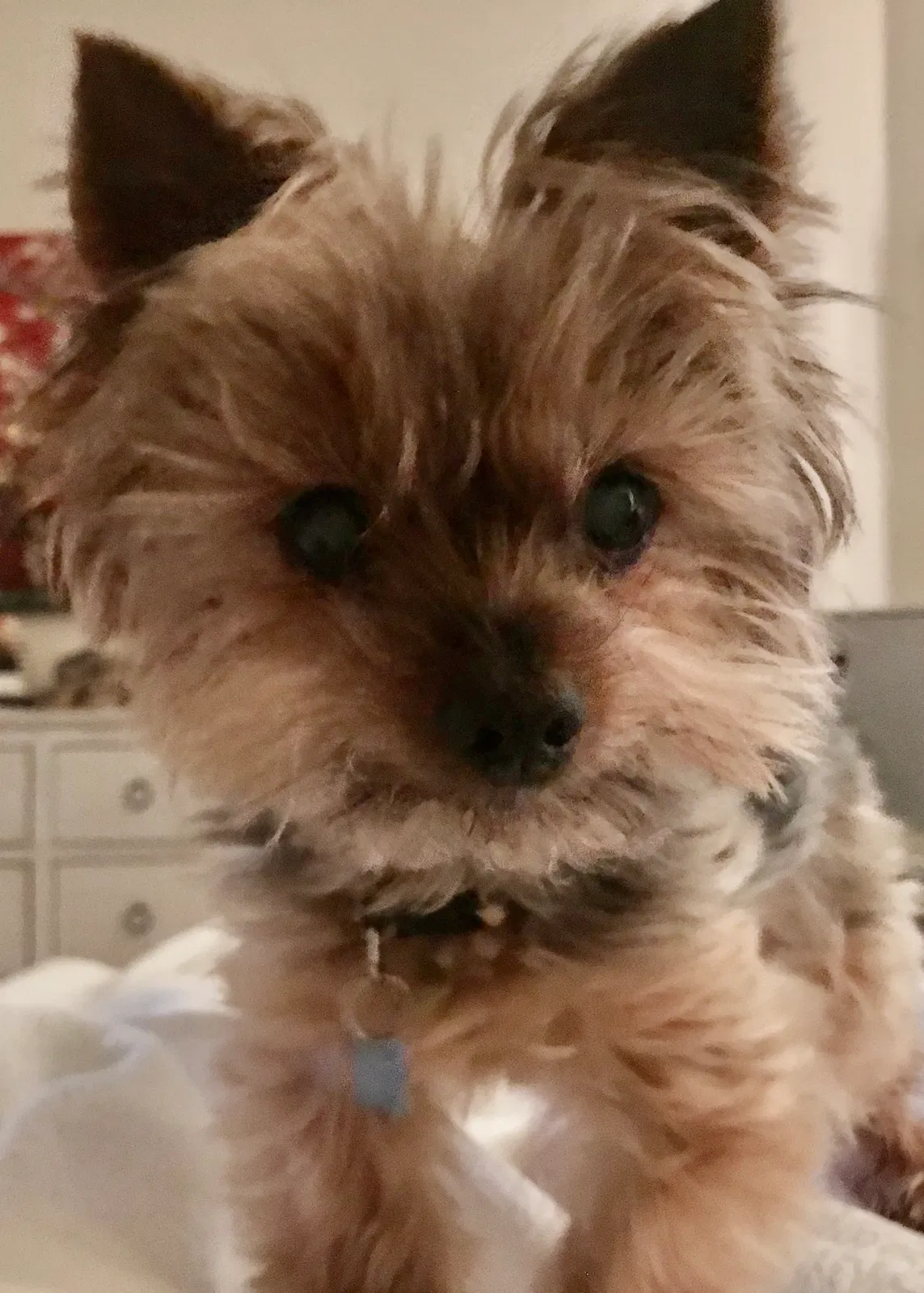 Lost dog in Naples, FL, 34110