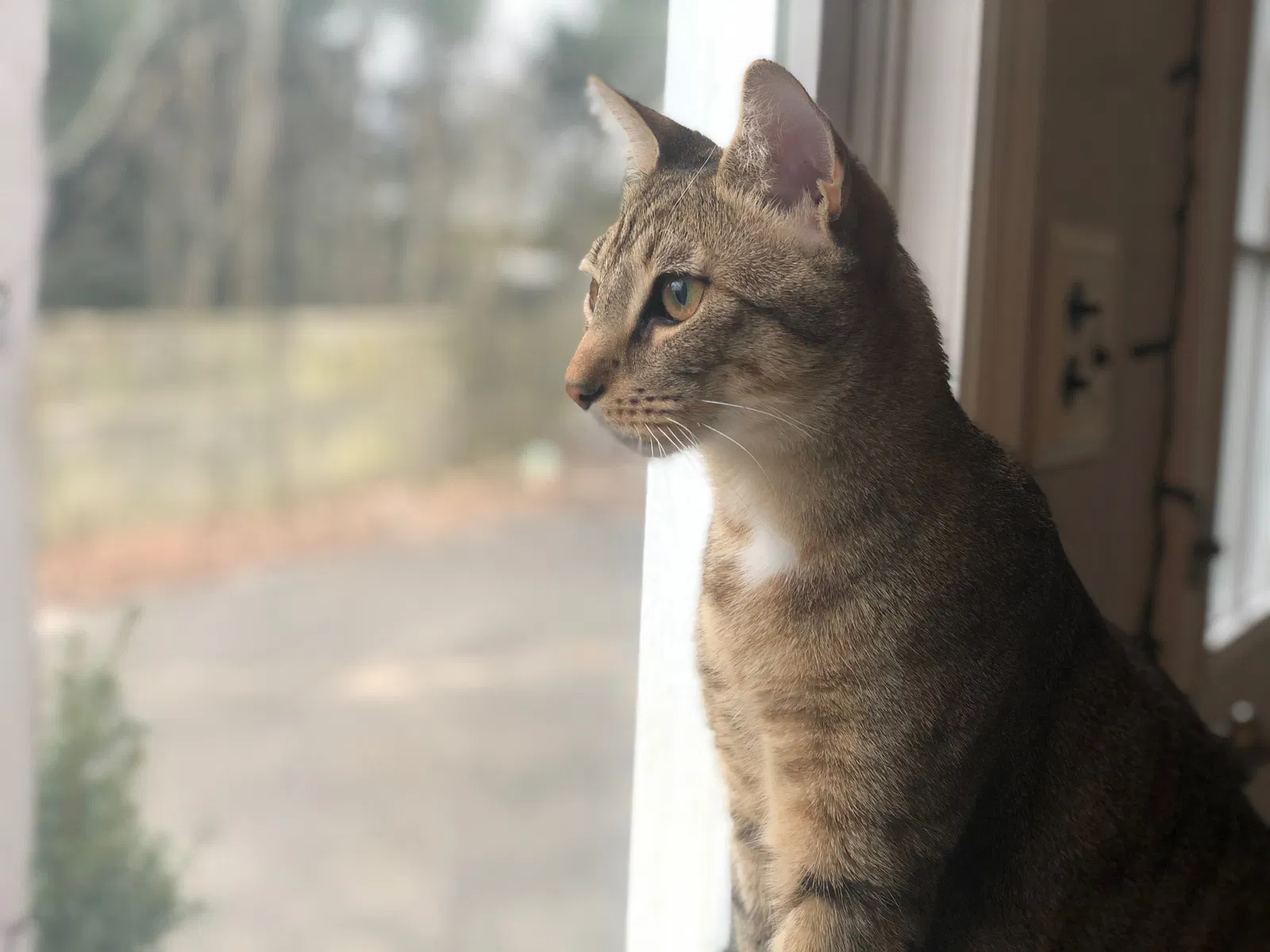 Lost cat in Port Jefferson Station, NY, 11776