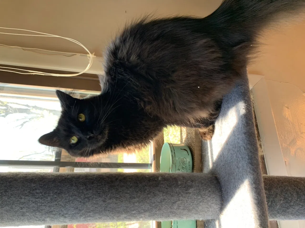 Lost cat in Bloomington, IN, 47401