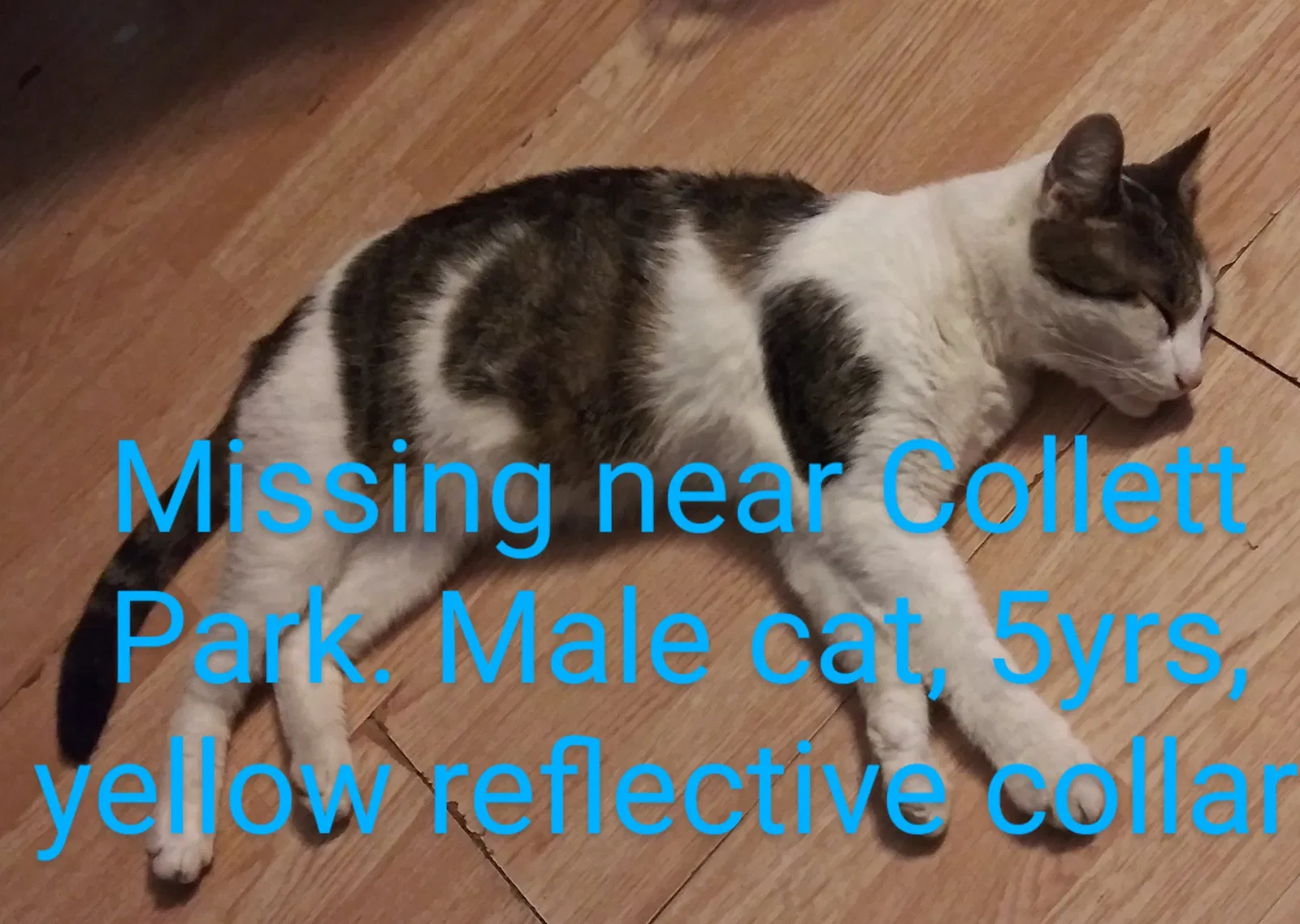 Lost cat in Terre Haute, IN, 47804