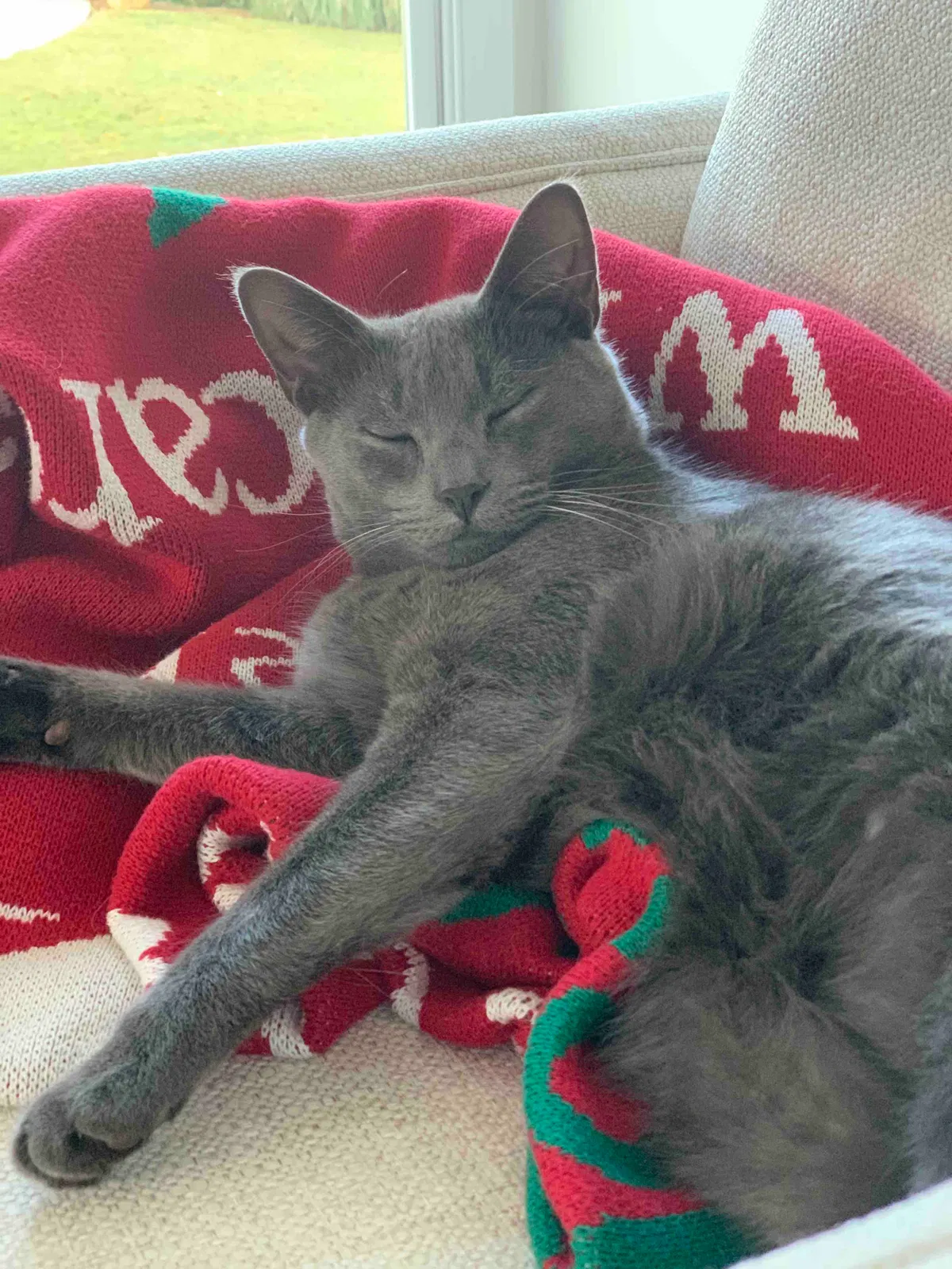 Lost cat in Statham, GA, 30666