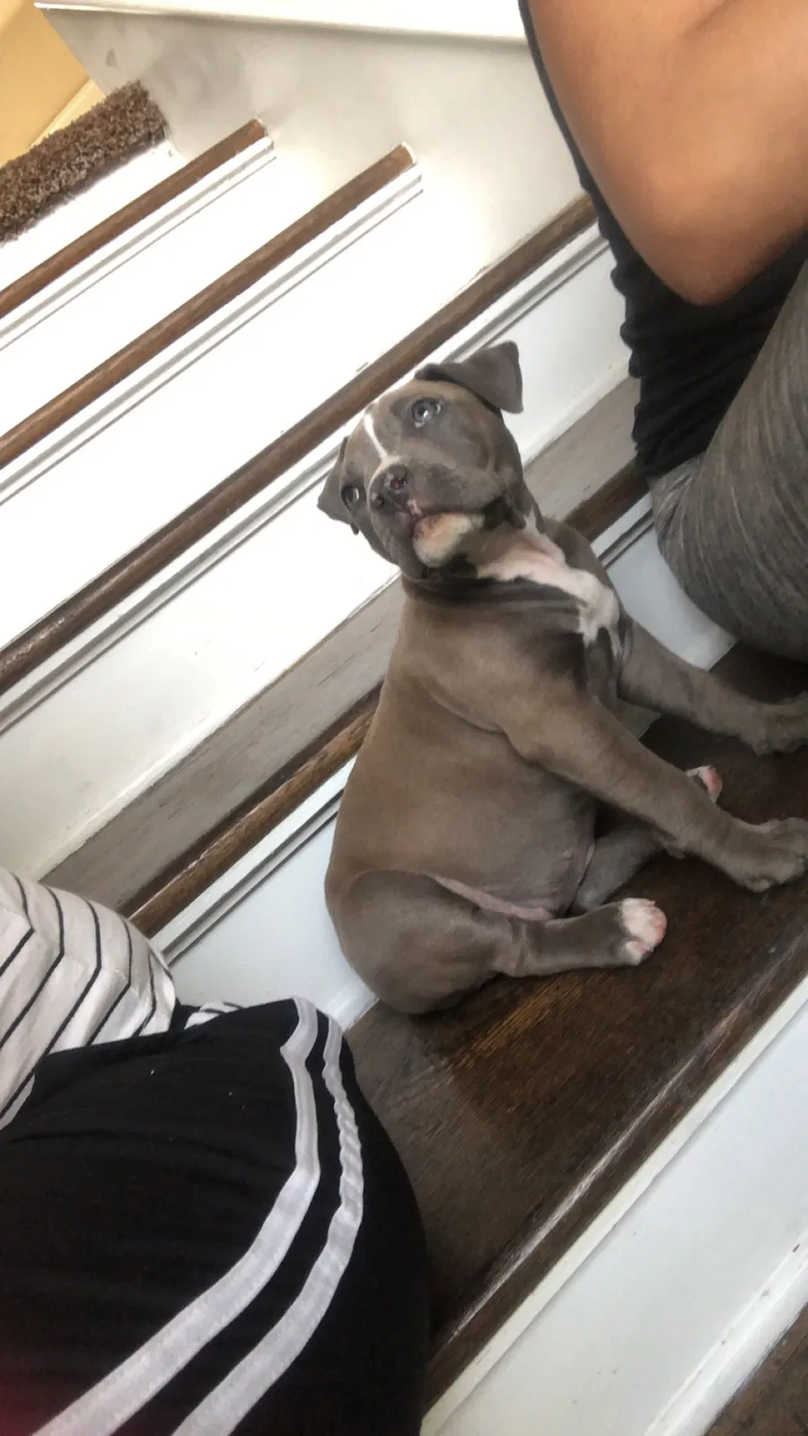 Lost dog in Fresno, CA, 93701