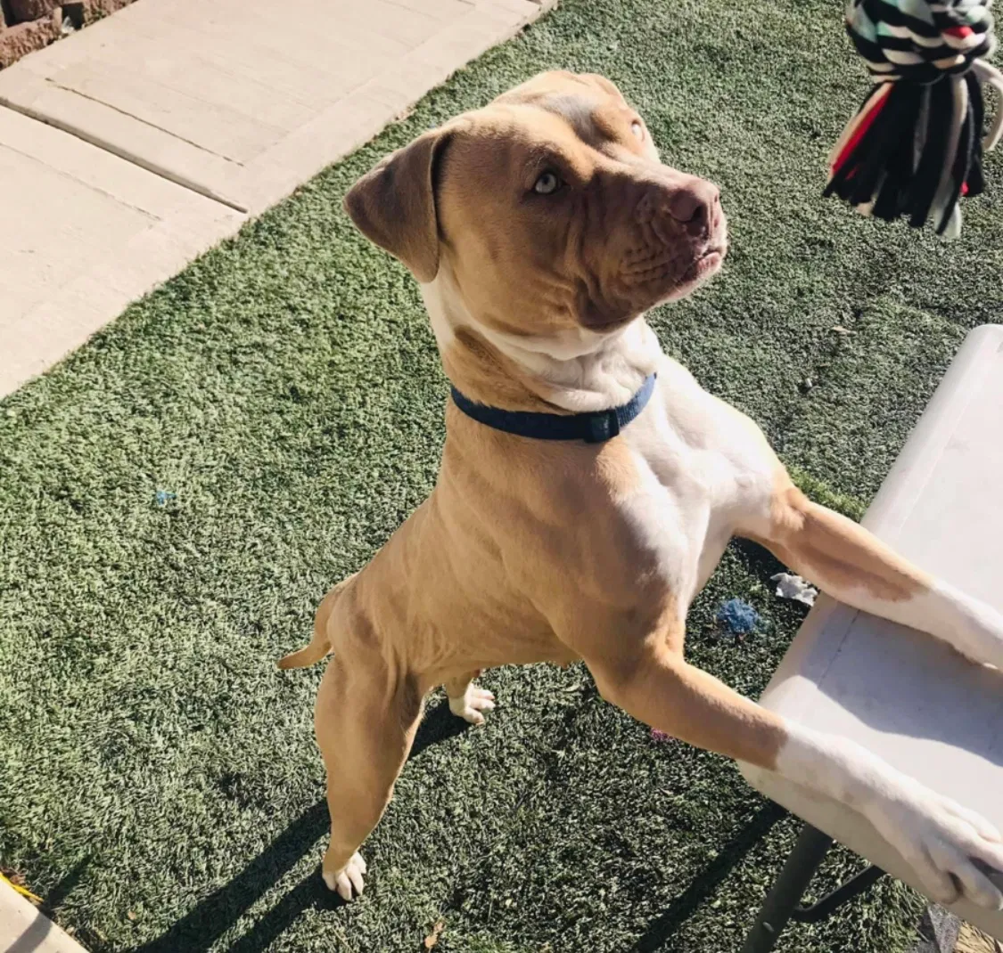 Lost dog in Chicago, IL, 60636