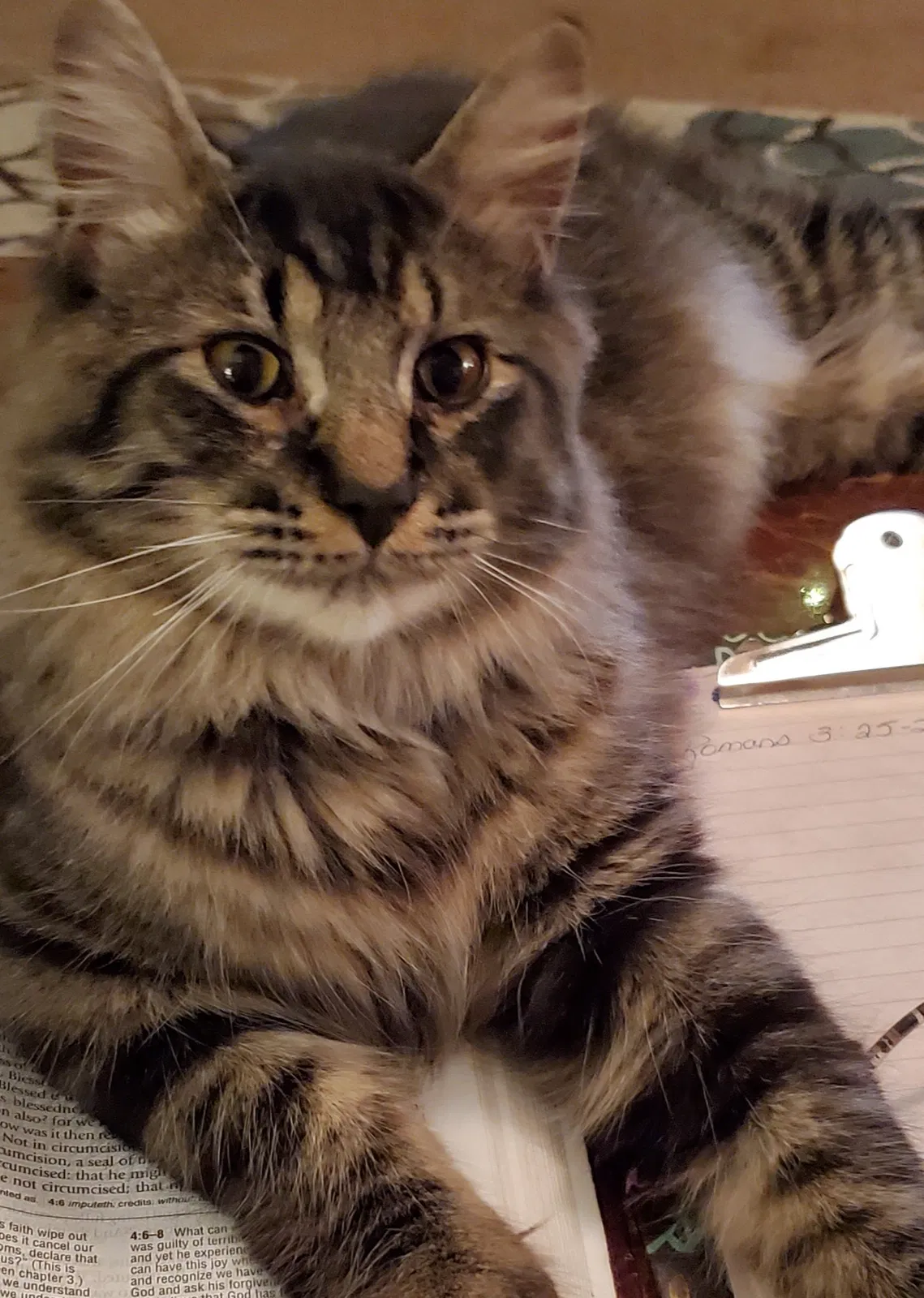 Lost cat in Mc David, FL, 32568
