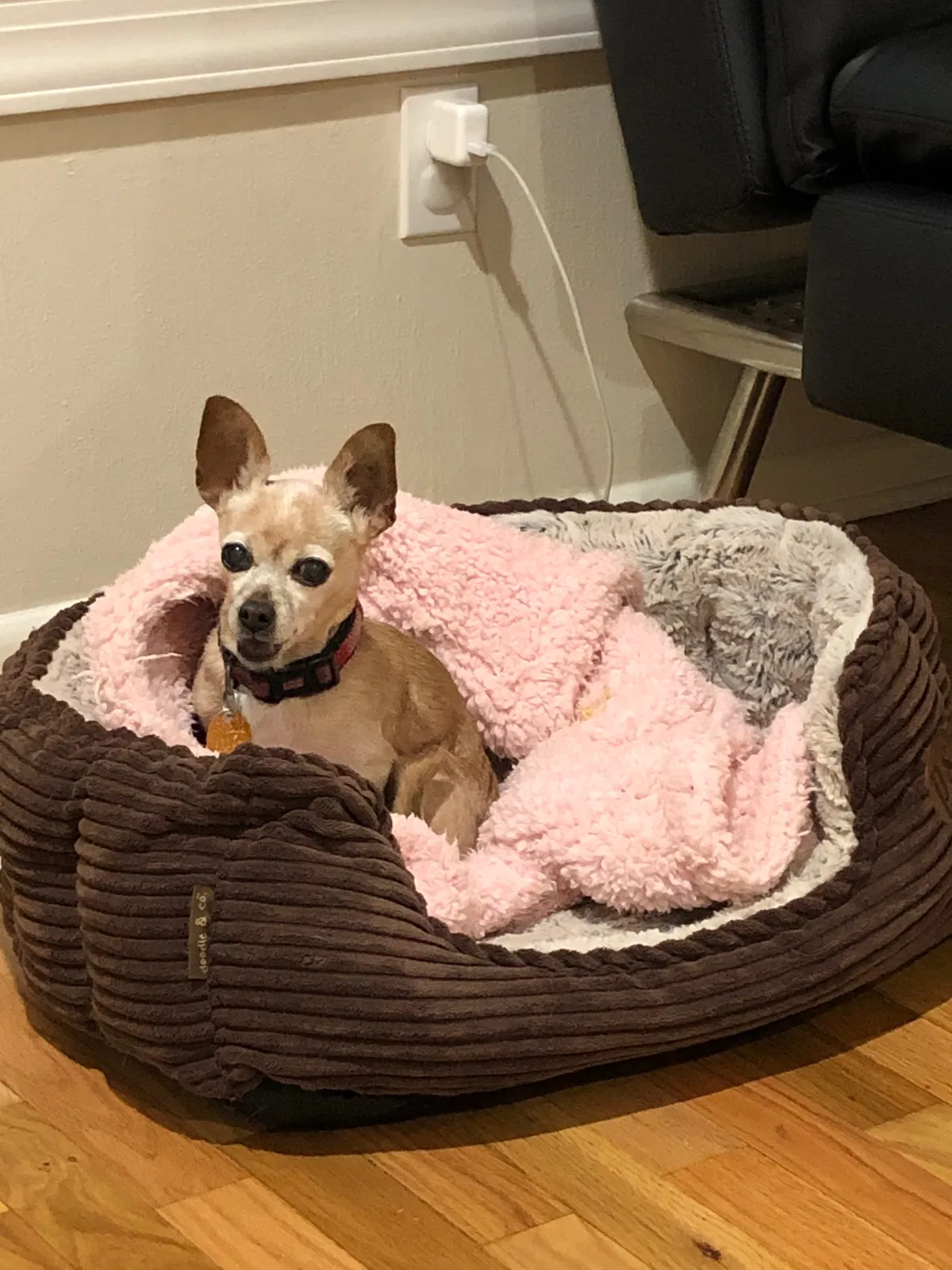 Lost dog in Olympia, WA, 98501