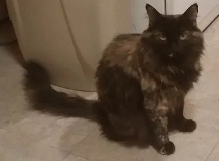 Lost cat in Abilene, TX, 79606