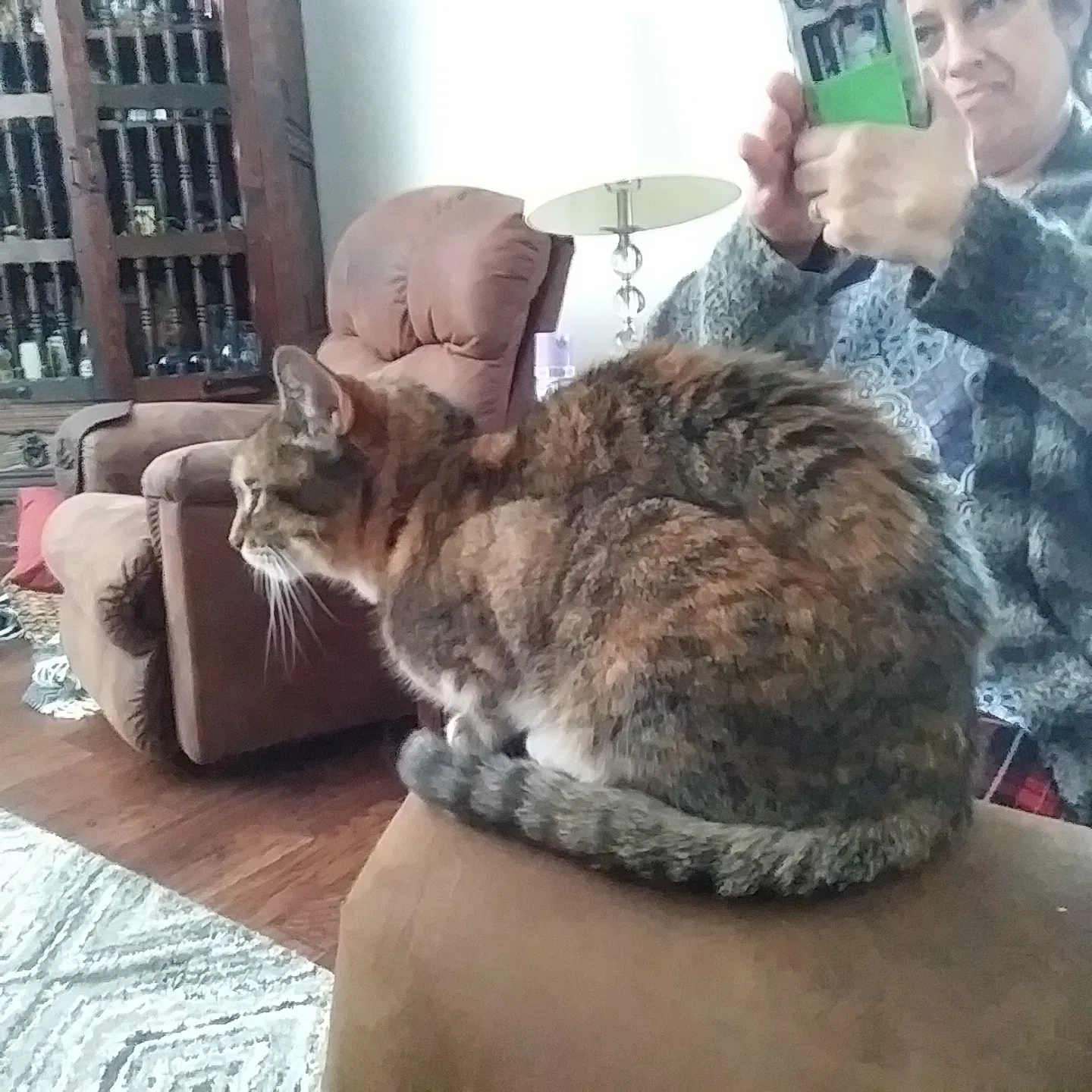 Lost cat in Albuquerque, NM, 87112
