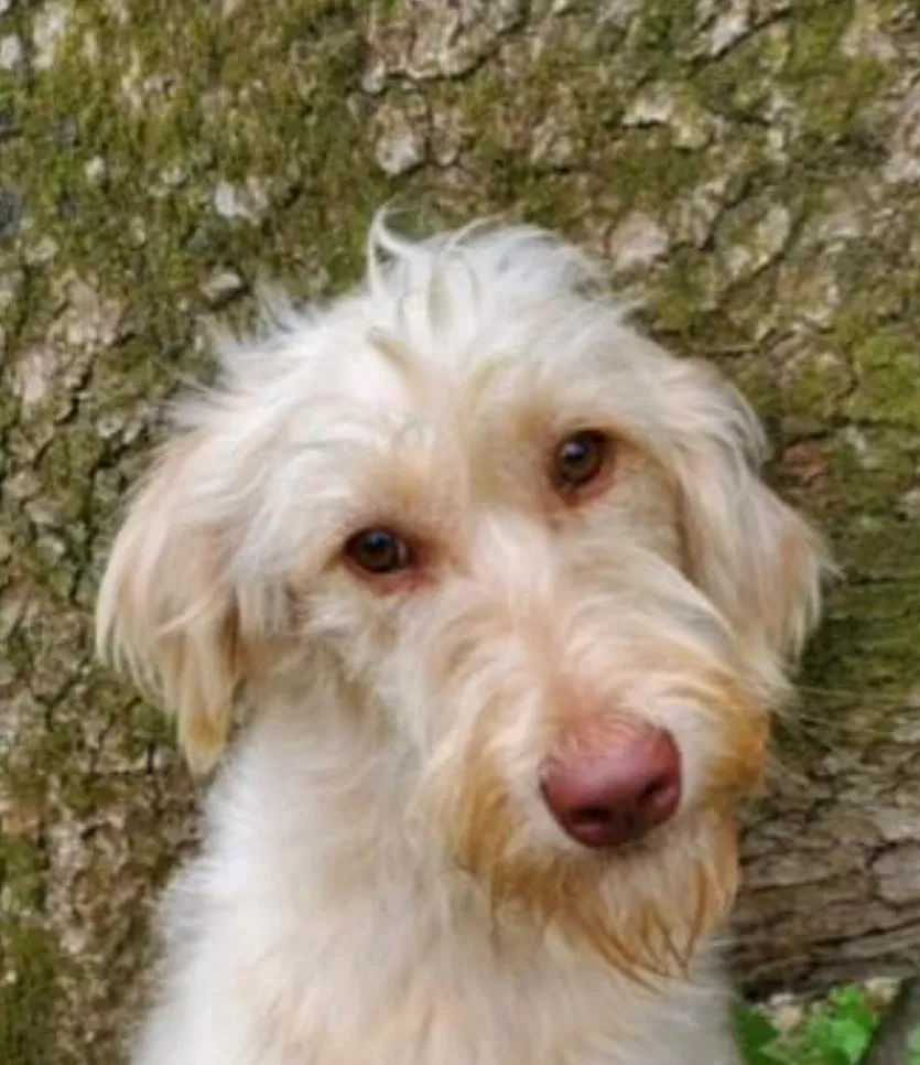 Lost dog in White Pine, TN, 37890